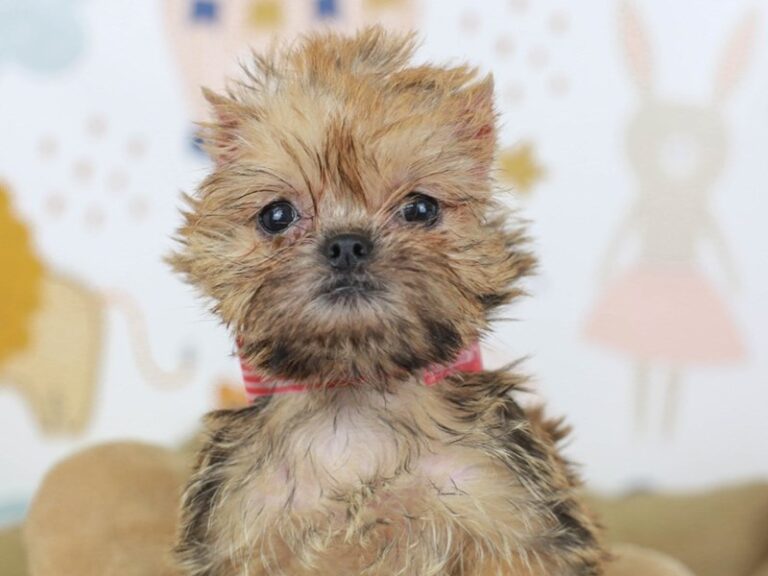Brussels Griffon