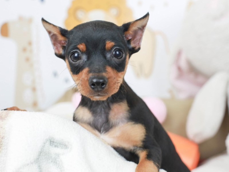 Miniature Pinscher-Male--2782932-Animal Kingdom | Puppies N Love