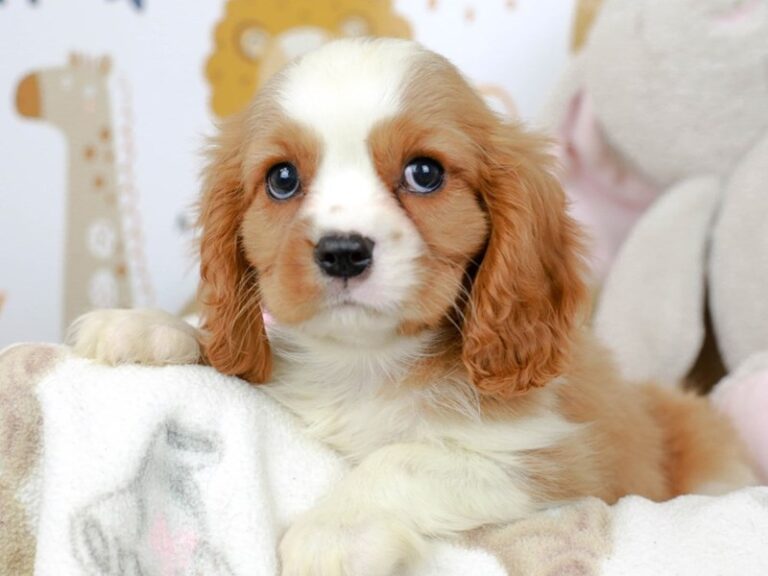 Cavalier King Charles Spaniel