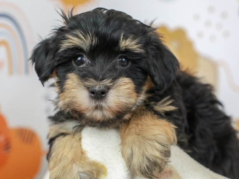 Havanese
