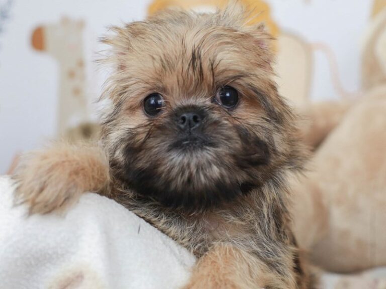 Brussels Griffon