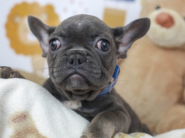 French Bulldog