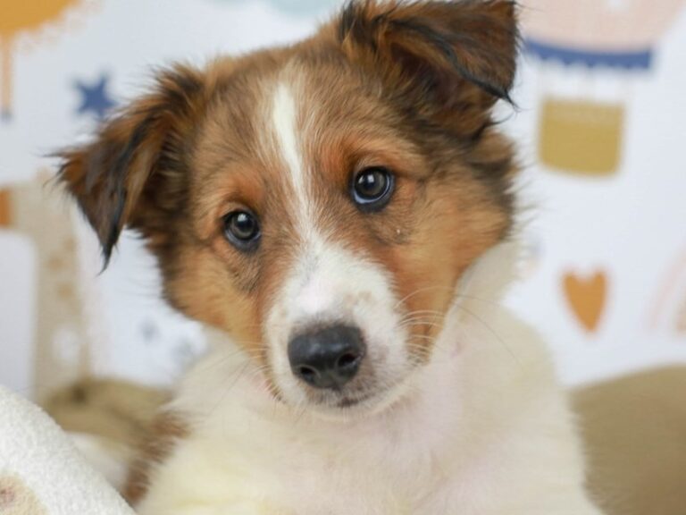 Shetland Sheepdog