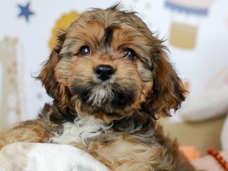 Cavapoo