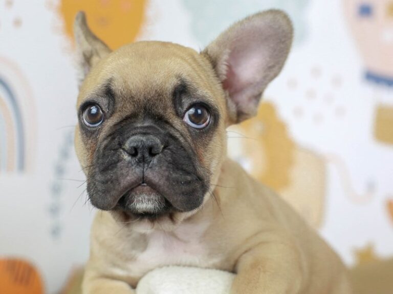 French Bulldog