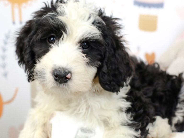Mini Bernadoodle