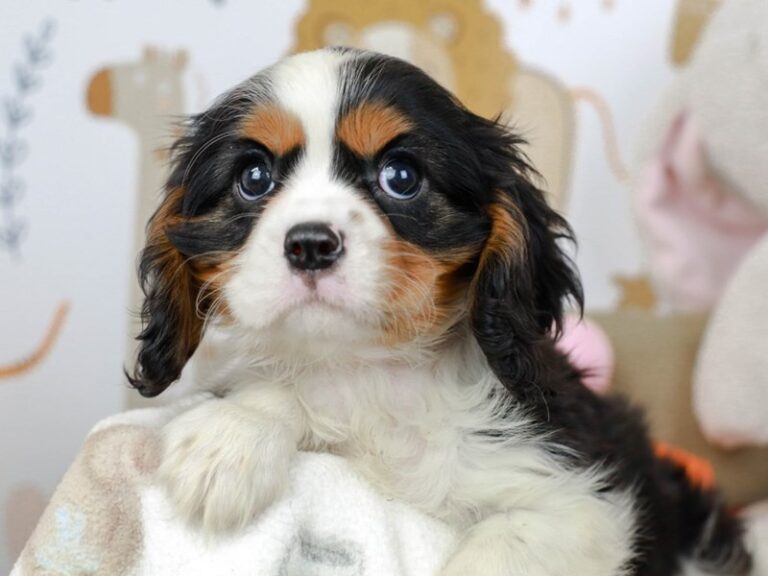 Cavalier King Charles Spaniel