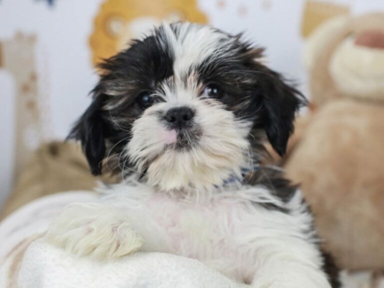 Shih Tzu