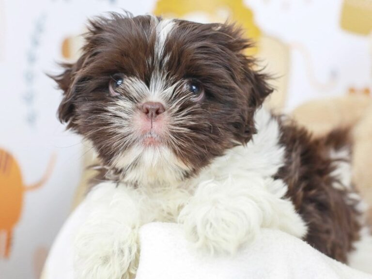 Shih Tzu