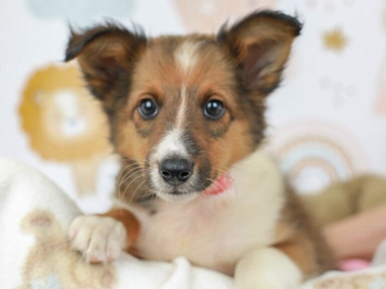 Shetland Sheepdog