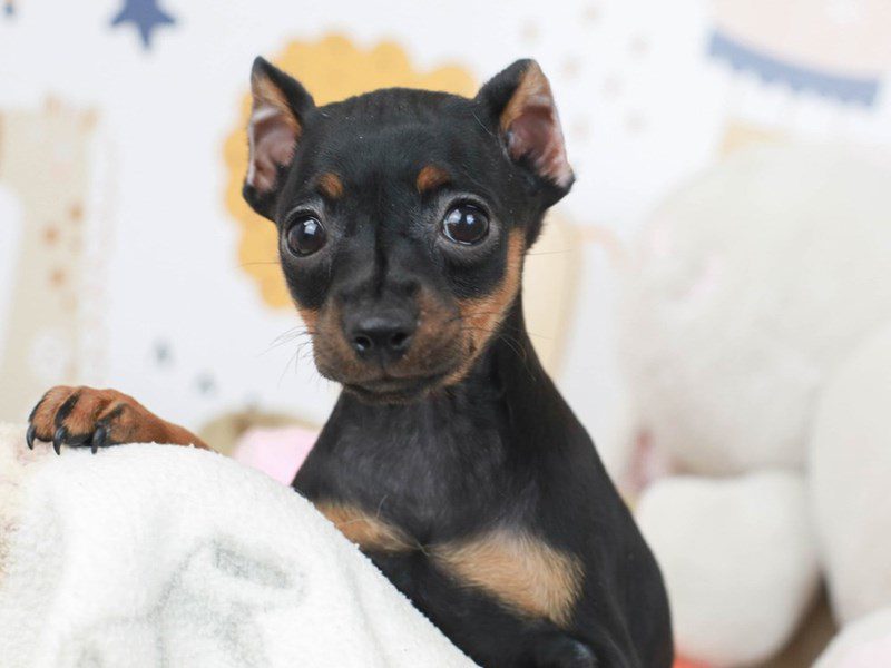 Miniature Pinscher-Female--2782933-Animal Kingdom | Puppies N Love