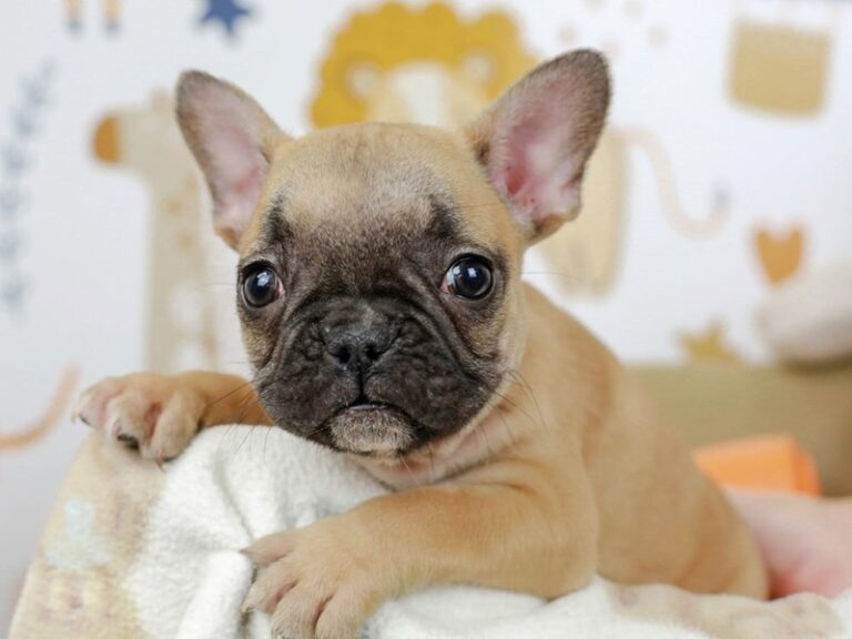 French Bulldog