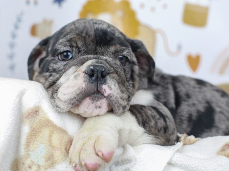 English Bulldog