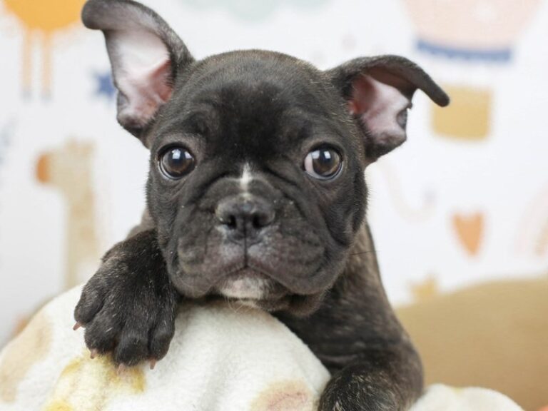 French Bulldog
