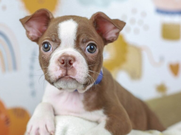 Boston Terrier
