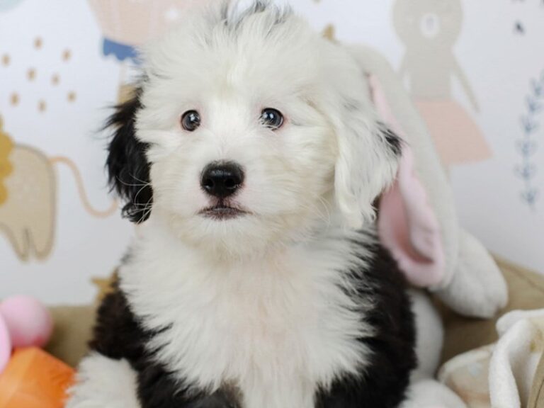 Mini Sheepadoodle