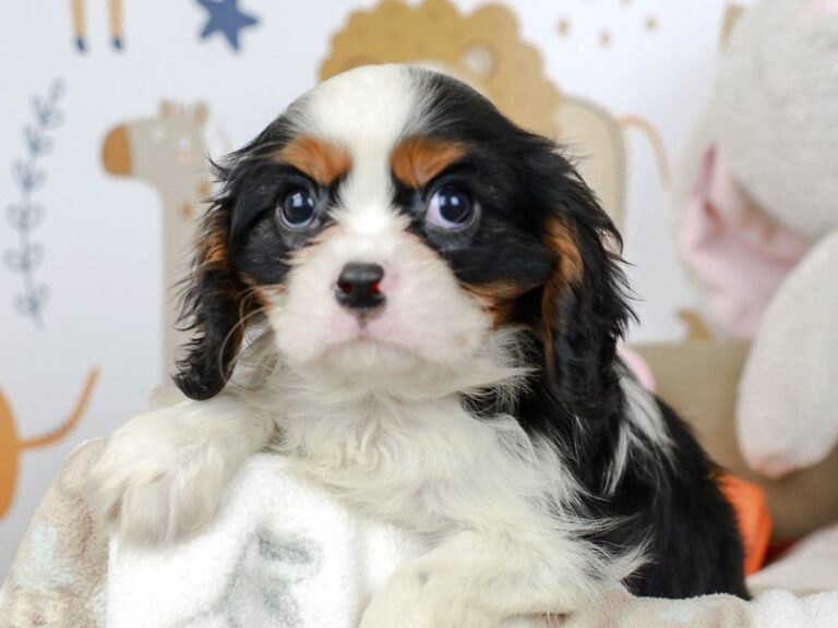 Cavalier King Charles Spaniel