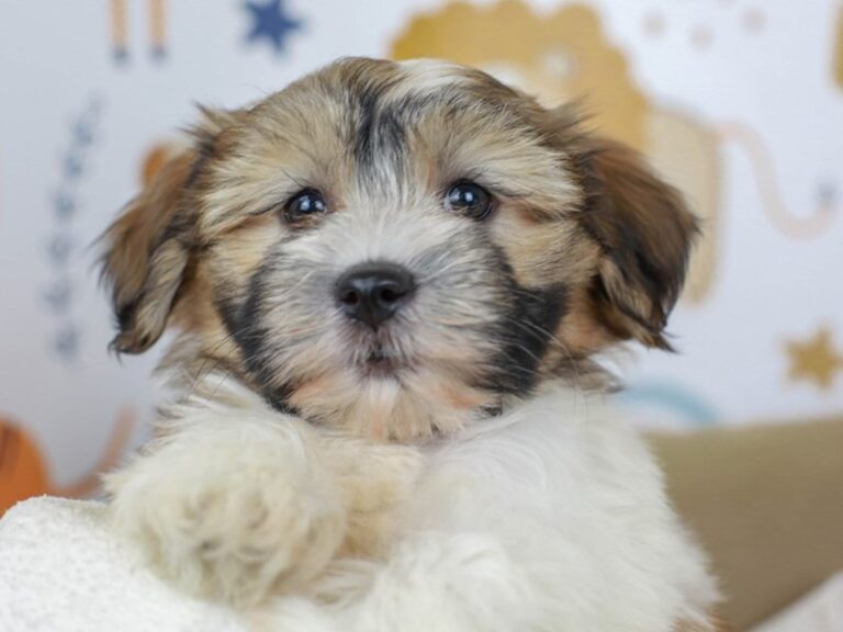 Havanese