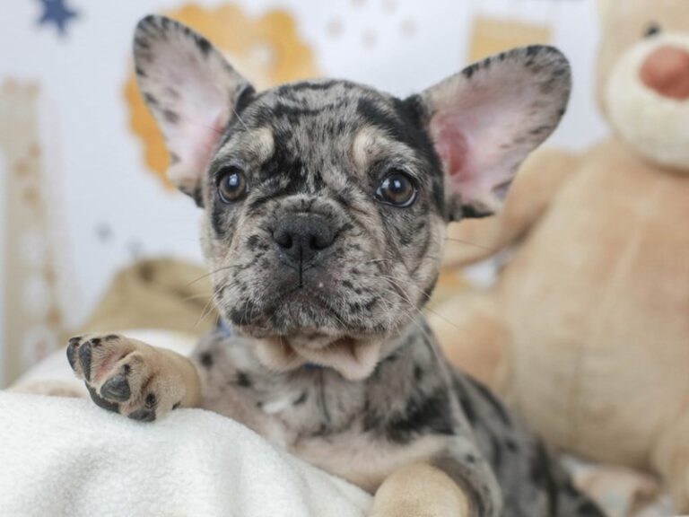 French Bulldog