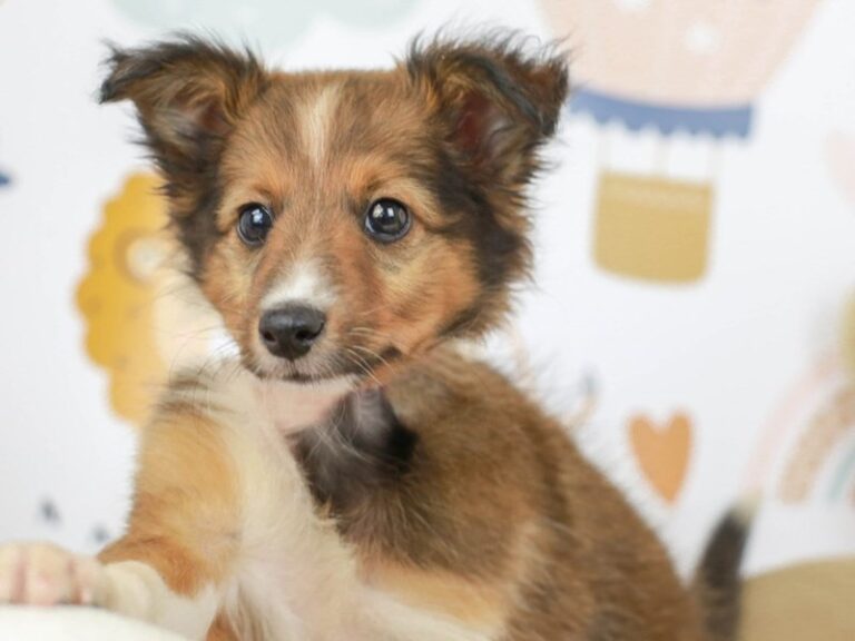Shetland Sheepdog