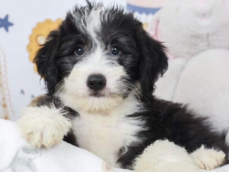 Mini Sheepadoodle
