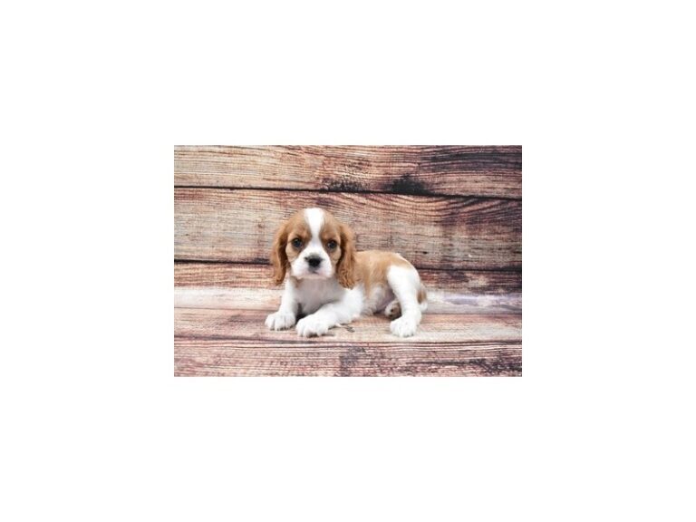 Cavalier King Charles Spaniel