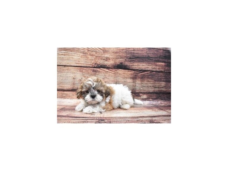 Shih Tzu
