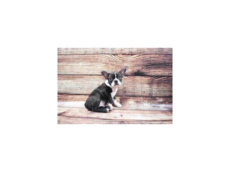 Boston Terrier