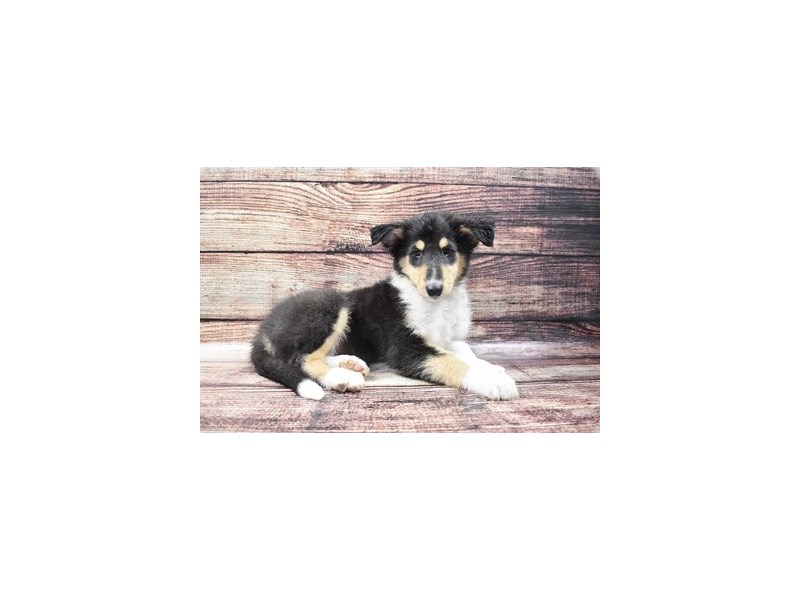Collie-Male-Black White and Tan-2788548-Animal Kingdom | Puppies N Love