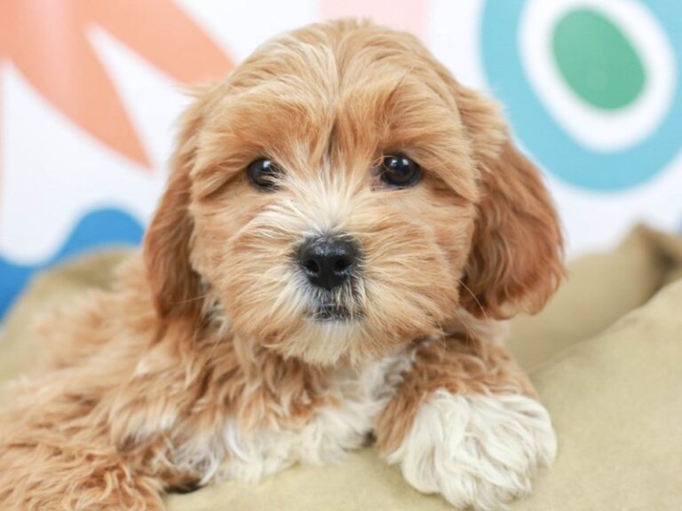 Lhasa Poo