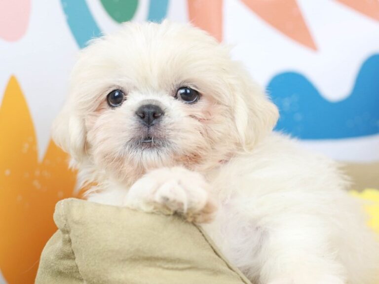 Shih Tzu