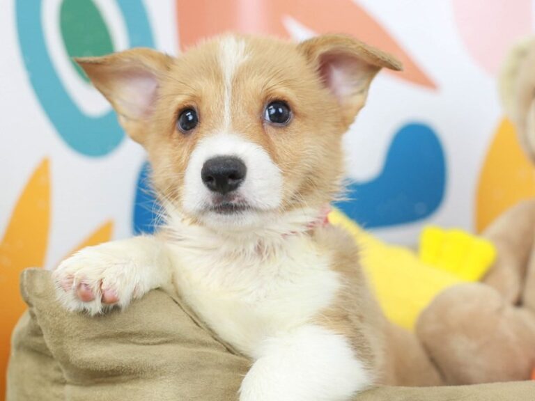 Pembroke Welsh Corgi