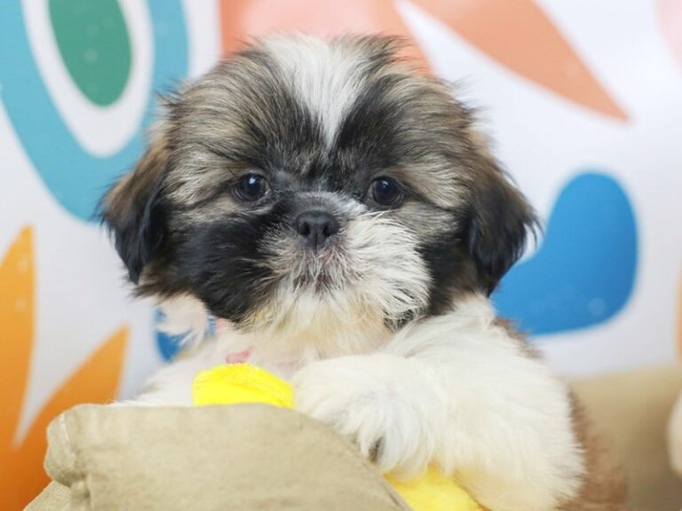 Shih Tzu