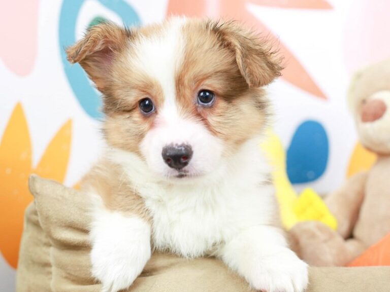 Pembroke Welsh Corgi