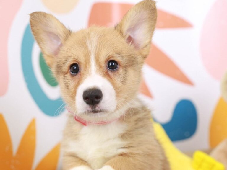 Pembroke Welsh Corgi