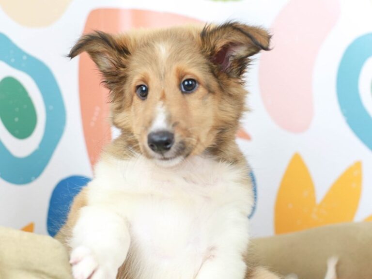 Shetland Sheepdog