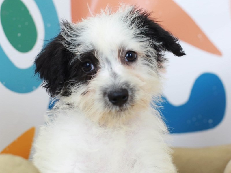 Chonzer-Male--2789464-Animal Kingdom | Puppies N Love