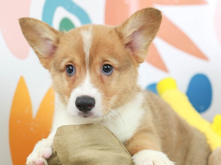 Pembroke Welsh Corgi