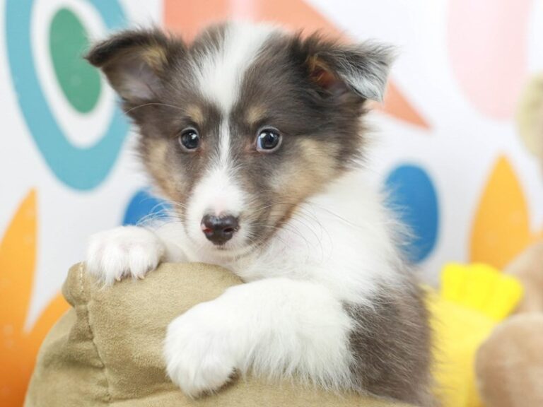 Shetland Sheepdog