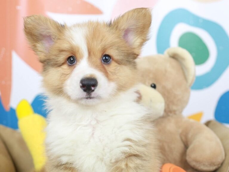 Pembroke Welsh Corgi