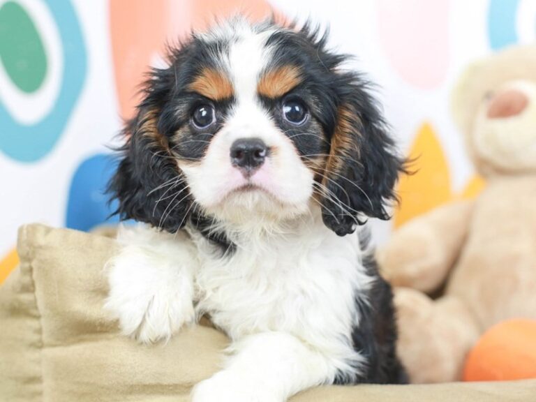 Cavalier King Charles Spaniel