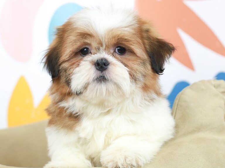 Shih Tzu