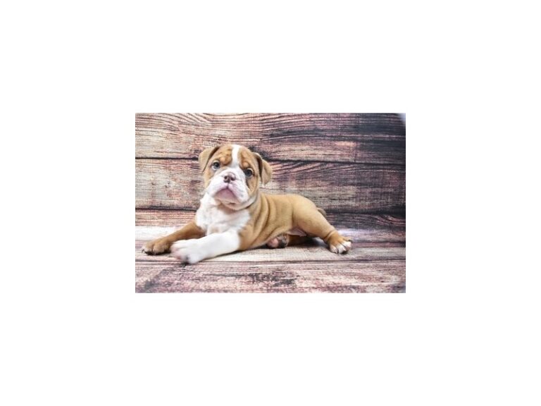English Bulldog