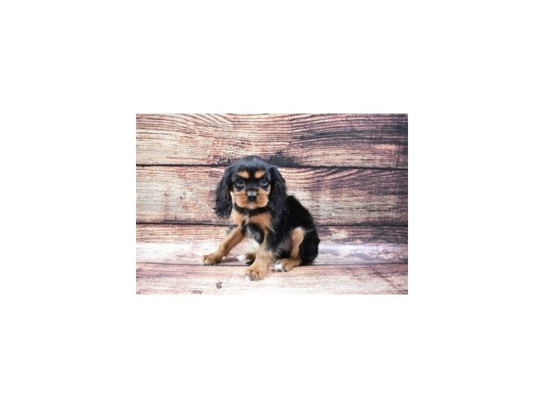 Cavalier King Charles