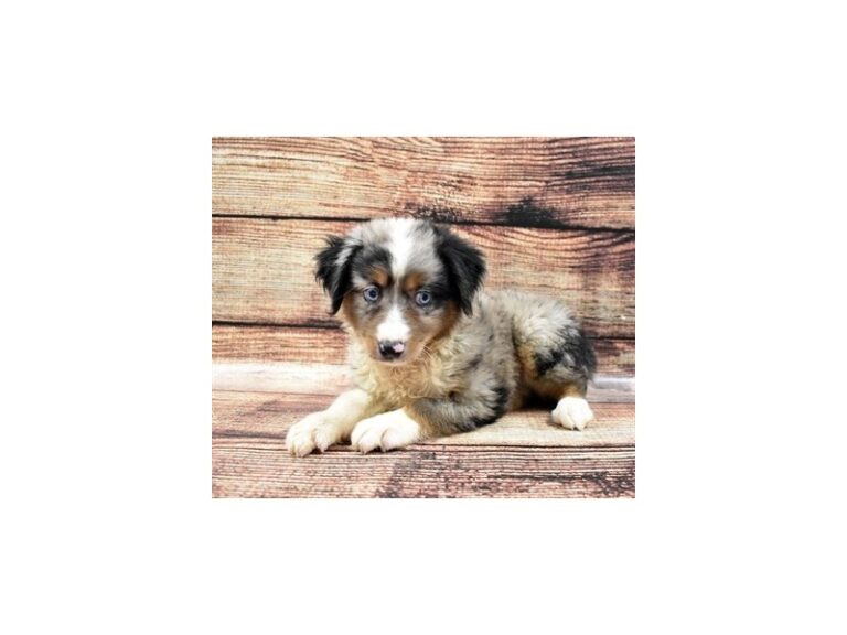Miniature Australian Shepherd