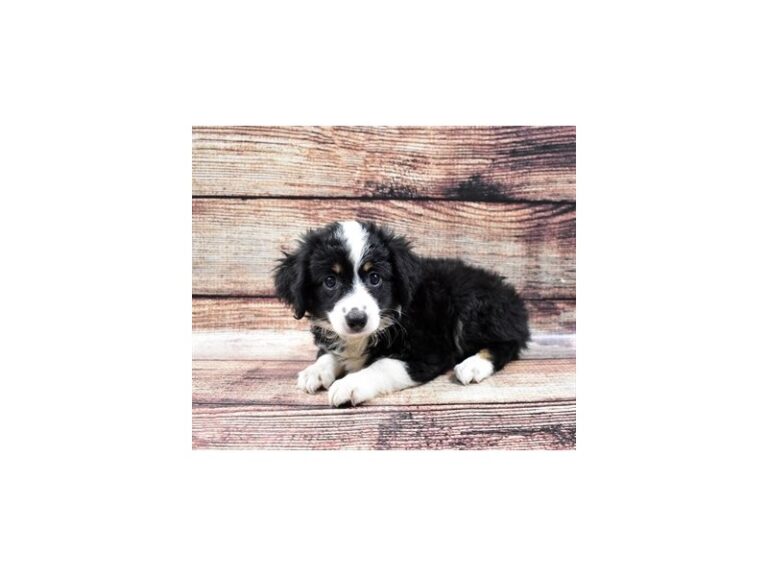 Miniature Australian Shepherd