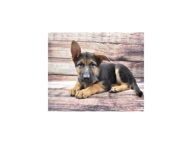 German Shepherd