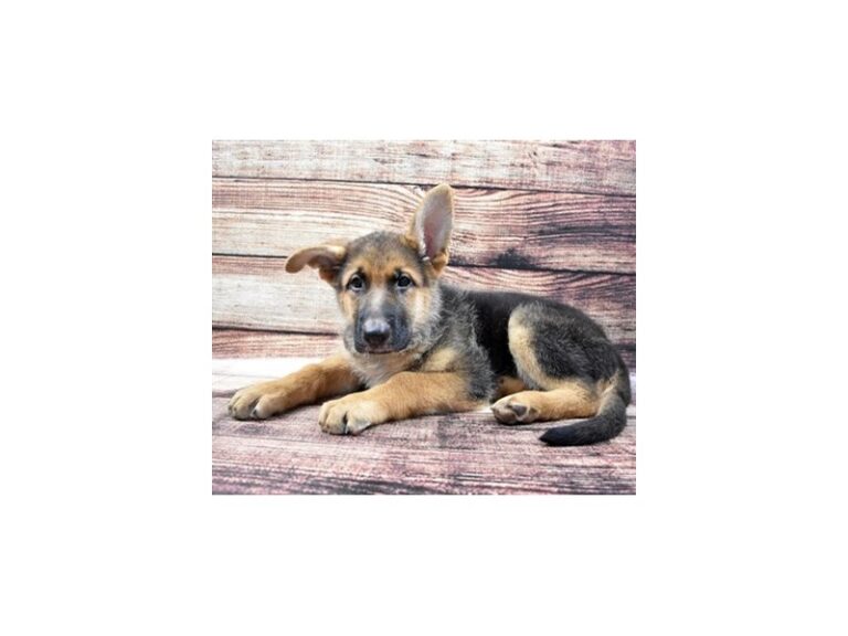German Shepherd