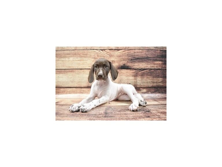 German Shorthair Pointer