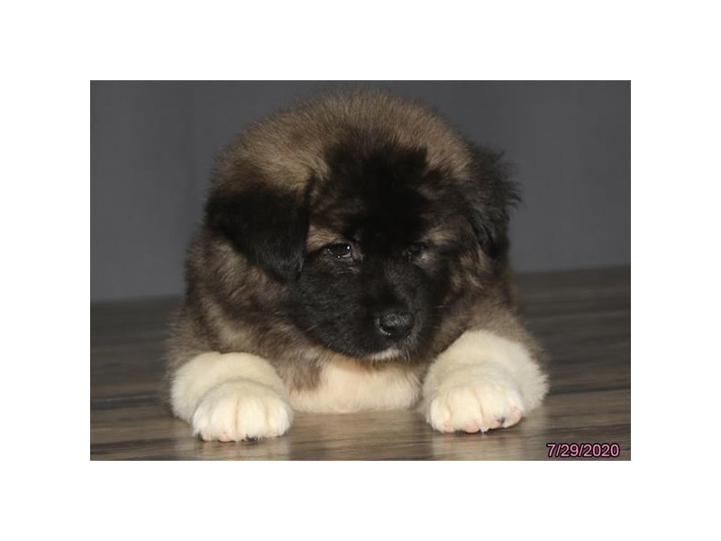 Akita-Female-Brown / White-2794944-Animal Kingdom | Puppies N Love